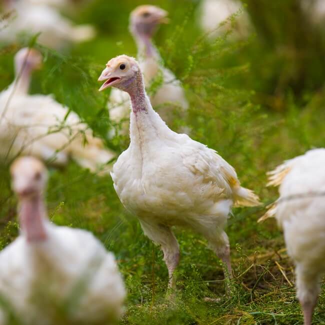Turkeys in the grass