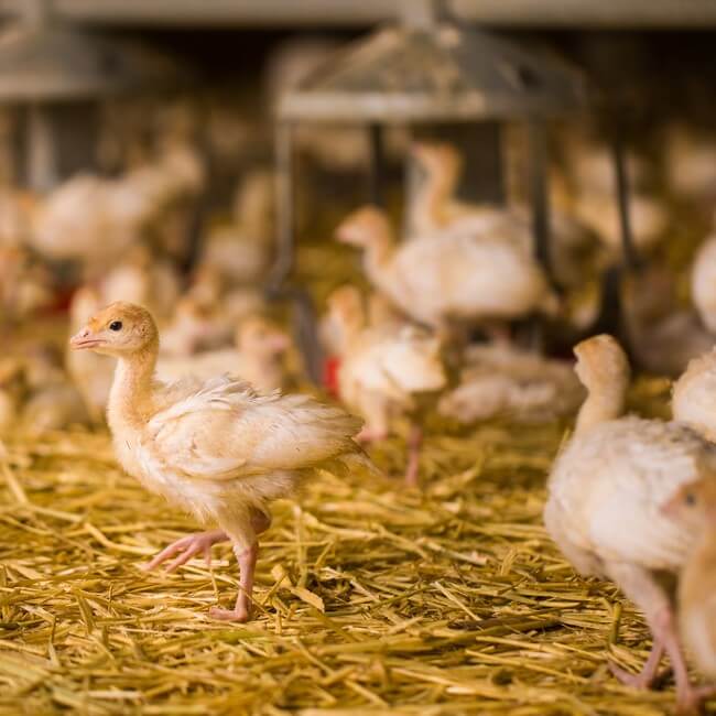 Young turkeys in barn