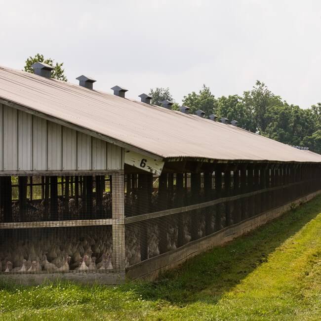 Turkey Barn