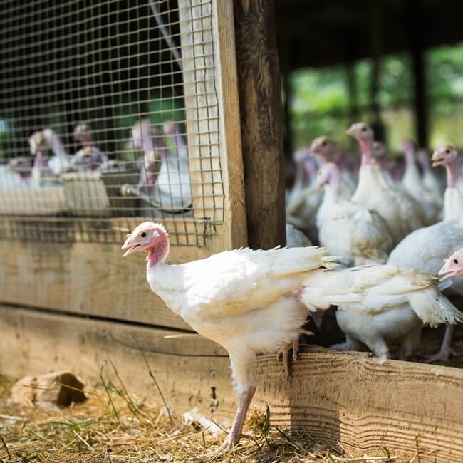 Turkeys leaving the barn