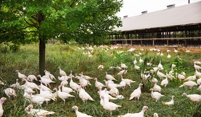 Turkeys roaming