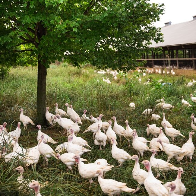 Free range turkeys feeding