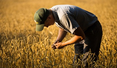 Jaindl farm worker holding grain
