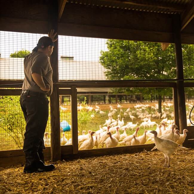 Farm worker observing turkeys
