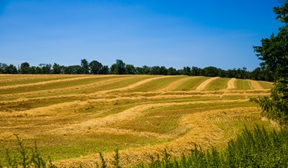 Soy fields harvested